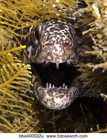 Stock Photograph - Close-up view of an angry spotted moray eel.. Fotosearch