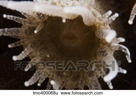 Close-up view of an individual coral polyp. View Large Photo Image Stock Photograph - Close-up view of an individual coral polyp.. Fotosearch