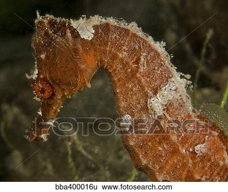 Stock Photograph - Close-up view of an orange seahorse.. Fotosearch