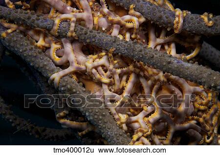 Close-up view of basket stars feeding at night. View Large Photo Image Stock Photograph - Close-up view of basket stars feeding at night.. Fotosearch