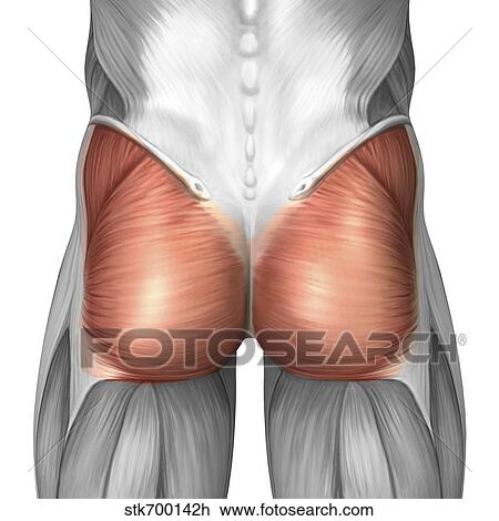 Drawing - Close-up view of human gluteal muscles.. Fotosearch