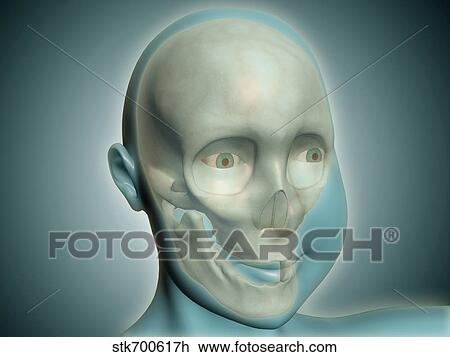 Close-up view of human skull with x-ray body. View Large Illustration Drawing - Close-up view of human skull with x-ray body.. Fotosearch