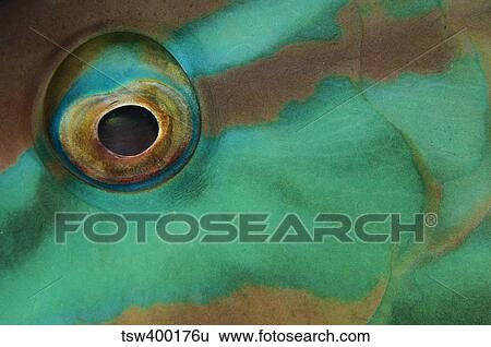 Close-up view of parrotfish eye, Belize. View Large Photo Image Stock Photograph - Close-up view of parrotfish eye, Belize.. Fotosearch