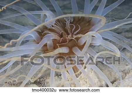 Close-up view of Sand Anemone, Bonaire, Caribbean Netherlands. View Large Photo Image Stock Photograph - Close-up view of Sand Anemone, Bonaire, Caribbean Netherlands.. Fotosearch
