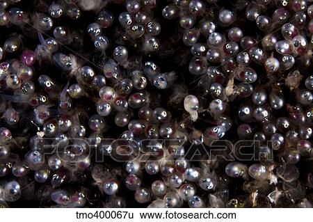 Close-up view of Sergeant Major fish eggs. View Large Photo Image Stock Photograph - Close-up view of Sergeant Major fish eggs.. Fotosearch