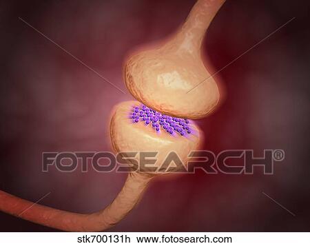 Drawing - Close-up view of the synapse in the nervous system.. Fotosearch