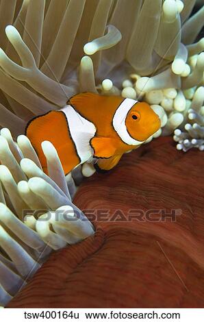 Clown anemonefish in anemone, Great Barrier Reef, Australia. View Large Photo Image Stock Photograph - Clown anemonefish in anemone, Great Barrier Reef, Australia.. Fotosearch