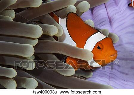 Clown Anemonefish, Indonesia. View Large Photo Image Stock Photograph - Clown Anemonefish, Indonesia.. Fotosearch