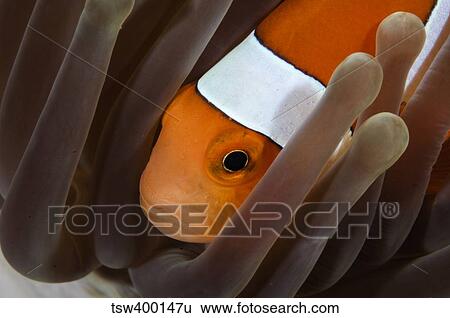 Clown Anemonefish, Indonesia. View Large Photo Image Stock Photograph - Clown Anemonefish, Indonesia.. Fotosearch