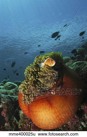 Clownfish and orange anemone, North Sulawesi, Indonesia. View Large Photo Image Stock Photograph - Clownfish and orange anemone, North Sulawesi, Indonesia.. Fotosearch