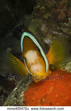 Stock Photograph - Clownfish defending its clutch of red eggs, Philippines.. Fotosearch