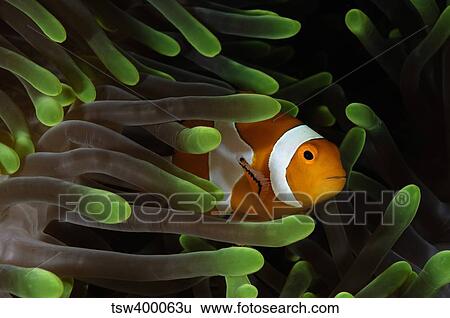 Clownfish in green anemone, Indonesia. View Large Photo Image Stock Photograph - Clownfish in green anemone, Indonesia.. Fotosearch
