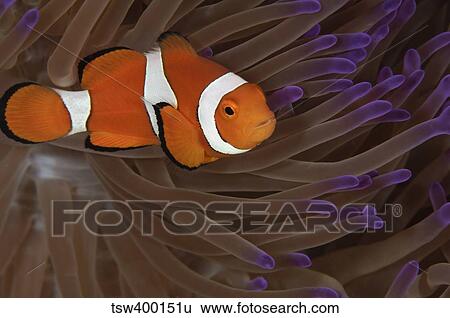 Clownfish in purple tip anemone, Australia. View Large Photo Image Stock Photograph - Clownfish in purple tip anemone, Australia.. Fotosearch