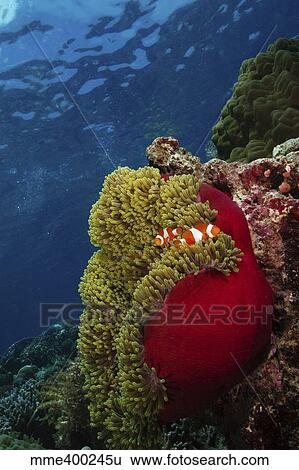 Stock Photograph - Clownfish inside a red and green anemone, North Sulawesi, Indonesia.. Fotosearch