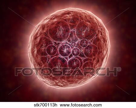 Drawing - Cluster of blastomeres forming a developing morula.. Fotosearch