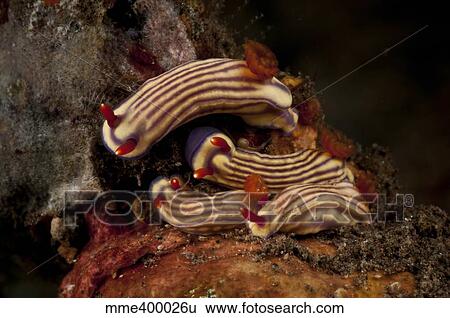 Stock Photograph - Cluster of Hypselodoris maridadilus sea slugs.. Fotosearch