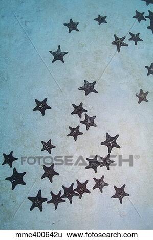 Stock Photograph - Cluster of red and black pin cushion stars on a sandy bottom.. Fotosearch