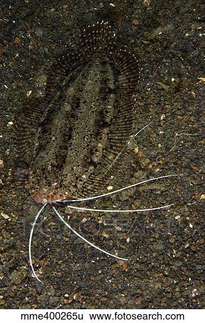 Cockatoo flounder on black sand, North Sulawesi. View Large Photo Image Stock Photograph - Cockatoo flounder on black sand, North Sulawesi.. Fotosearch
