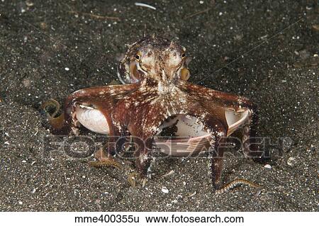 Coconut octopus carrying a clam shell, North Sulawesi. View Large Photo Image Stock Photograph - Coconut octopus carrying a clam shell, North Sulawesi.. Fotosearch