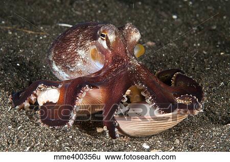 Coconut octopus carrying a clam shell, North Sulawesi. View Large Photo Image Stock Photograph - Coconut octopus carrying a clam shell, North Sulawesi.. Fotosearch