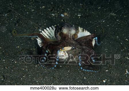 Stock Photograph - Coconut Octopus in shell, North Sulawesi, Indonesia.. Fotosearch