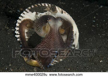 Stock Photograph - Coconut Octopus in shell, North Sulawesi, Indonesia.. Fotosearch