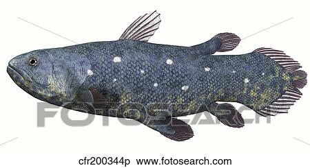 Coelacanth fish against white background. View Large Illustration Stock Illustration - Coelacanth fish against white background.. Fotosearch