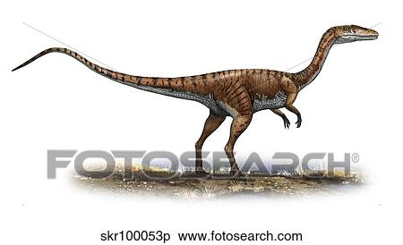 Coelophysis bauri, a prehistoric era dinosaur. View Large Illustration Stock Illustration - Coelophysis bauri, a prehistoric era dinosaur.. Fotosearch