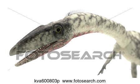 Stock Illustration - Coelophysis close-up.. Fotosearch