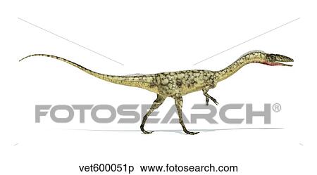 Stock Illustration - Coelophysis dinosaur on white background.. Fotosearch