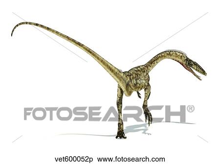 Coelophysis dinosaur on white background. View Large Illustration Stock Illustration - Coelophysis dinosaur on white background.. Fotosearch