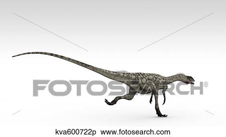 Stock Illustration - Coelophysis dinosaur, white background.. Fotosearch