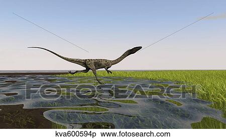 Coelophysis running through swampy water. View Large Illustration Stock Illustration - Coelophysis running through swampy water.. Fotosearch