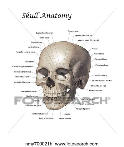 Color illustration of a human skull with labels. Drawing | nmy700021h