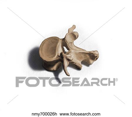 Color illustration of a human vertebra. View Large Illustration Drawing - Color illustration of a human vertebra.. Fotosearch