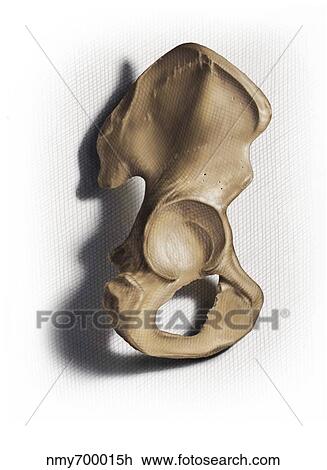 Drawing - Color illustration of an os coxae.. Fotosearch