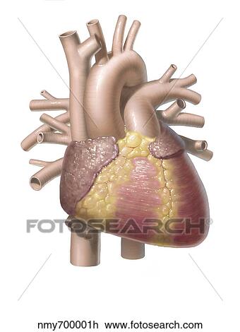 Color illustration of the anterior view of a healthy human heart. View Large Illustration Drawing - Color illustration of the anterior view of a healthy human heart.. Fotosearch