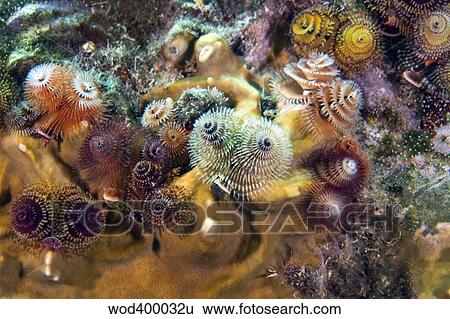 Colorful Christmas Tree Worms, Key Largo, Florida. View Large Photo Image Stock Photograph - Colorful Christmas Tree Worms, Key Largo, Florida.. Fotosearch