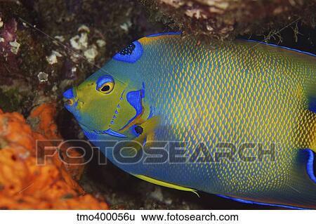 Stock Photograph - Colorful Queen Angelfish. Fotosearch
