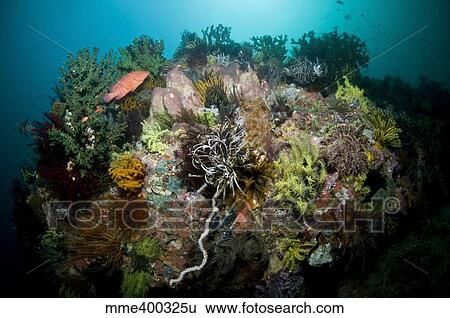 Colorful reef scene, Komodo, Indonesia. View Large Photo Image Stock Photograph - Colorful reef scene, Komodo, Indonesia.. Fotosearch