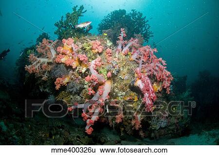 Stock Photograph - Colorful reef scene, Komodo, Indonesia.. Fotosearch