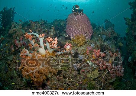 Stock Photograph - Colorful reef scene, Komodo, Indonesia.. Fotosearch