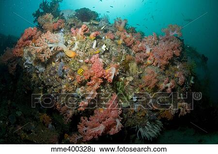 Stock Photograph - Colorful reef scene, Komodo, Indonesia.. Fotosearch