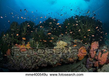 Stock Photograph - Colorful reef scene of orange anthias swimming amongst hard corals.. Fotosearch