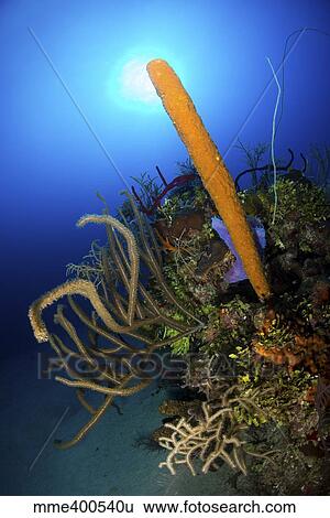 Stock Photograph - Colorful reef scene with bright orange tube sponge and soft coral.. Fotosearch