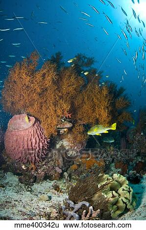 Colorful reef scene with coral and fish, Komodo, Indonesia. View Large Photo Image Stock Photograph - Colorful reef scene with coral and fish, Komodo, Indonesia.. Fotosearch