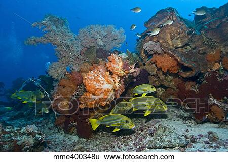 Colorful reef scene with coral and fish, Komodo, Indonesia. View Large Photo Image Stock Photograph - Colorful reef scene with coral and fish, Komodo, Indonesia.. Fotosearch