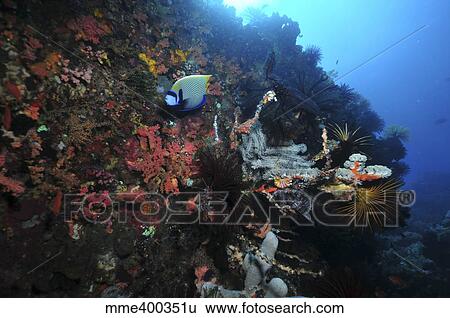 Stock Photograph - Colorful reef scene with coral and fish, Komodo, Indonesia.. Fotosearch