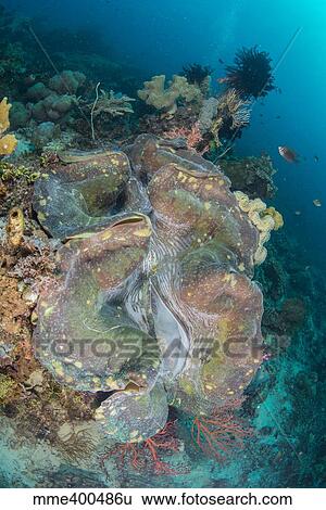 Colorful reef scene with massive giant clam, West Papua, Indonesia. View Large Photo Image Stock Photograph - Colorful reef scene with massive giant clam, West Papua, Indonesia.. Fotosearch