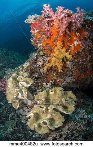 Stock Photograph - Colorful reef scene with soft coral, Cenderawasih Bay, Indonesia.. Fotosearch